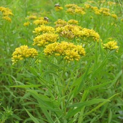 2G Solidago graminifolia Grass-leaved Goldenrod 1012092