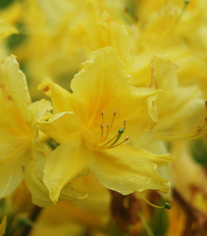 3G AZALEA 'LEMON LIGHTS' Lemon Lights Azalea Deciduous