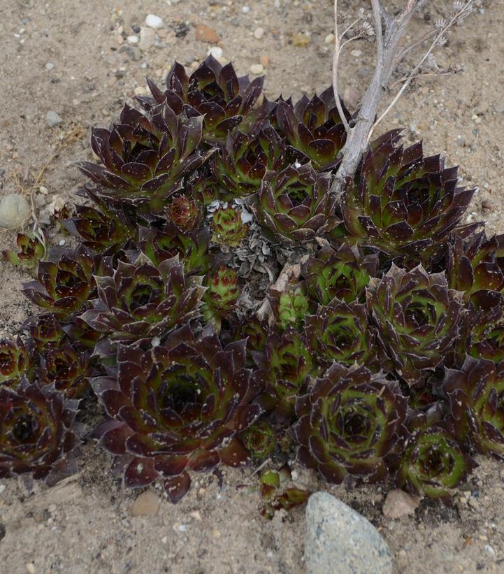 1G Sempervivum 'Black' Black Hen & Chicks 1010552