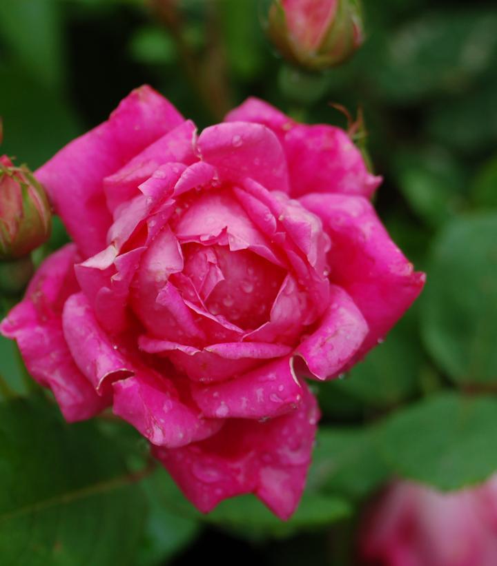 3G Rosa 'Double Pink Knock' Out® Double Pink Knock Out® Rose 1007434