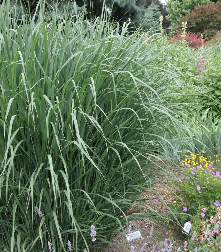 2G Panicum virgatum 'Thundercloud' Thundercloud Swichgrass: Patent PP20,665 1008683