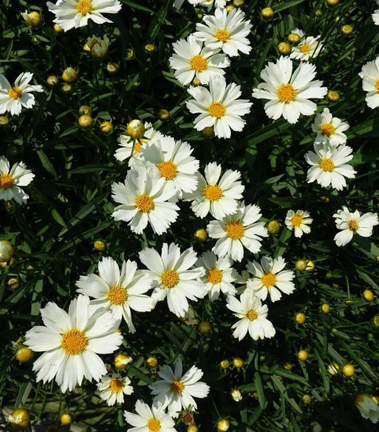 2G Coreopsis Big Bang™ 'Polaris' Polaris Tickseed: Patent PPAF 1010850