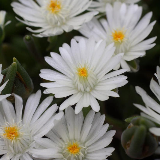 8" Delosperma cooperi Jewel of the Desert 'Moonstone' Jewel of the Desert Moonstone Ice Plant: Patent PP23,491 1009772