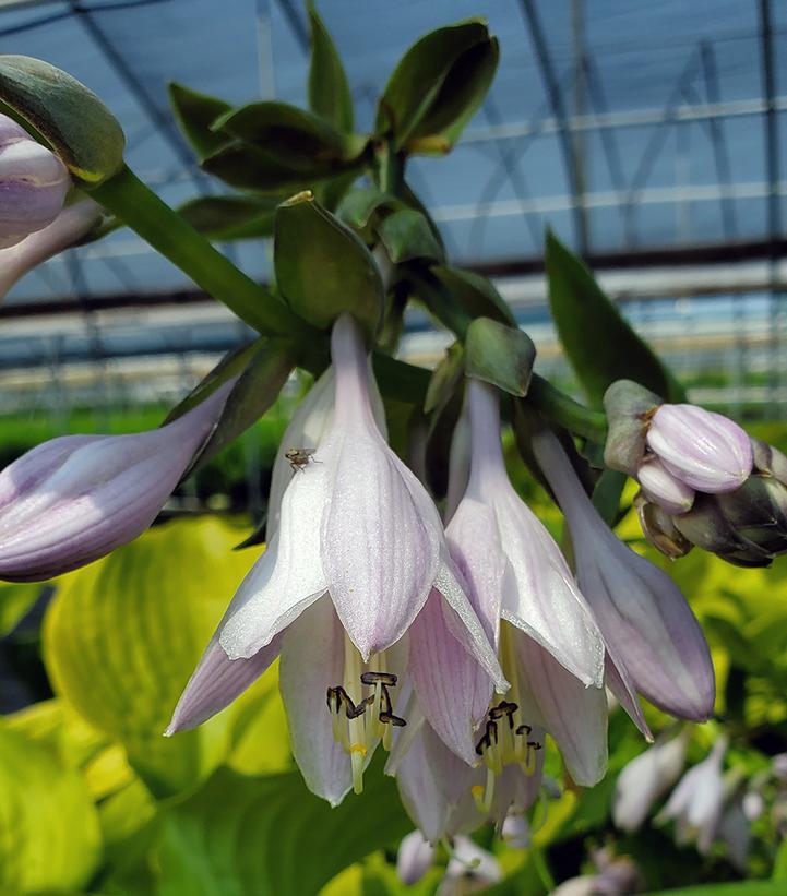 1G Hosta 'Sum & Substance' Sum and Substance Hosta 1001644