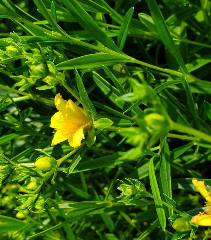 2G Hypericum kalmianum 'Gemo' Gemo St. John's Wort 1007324