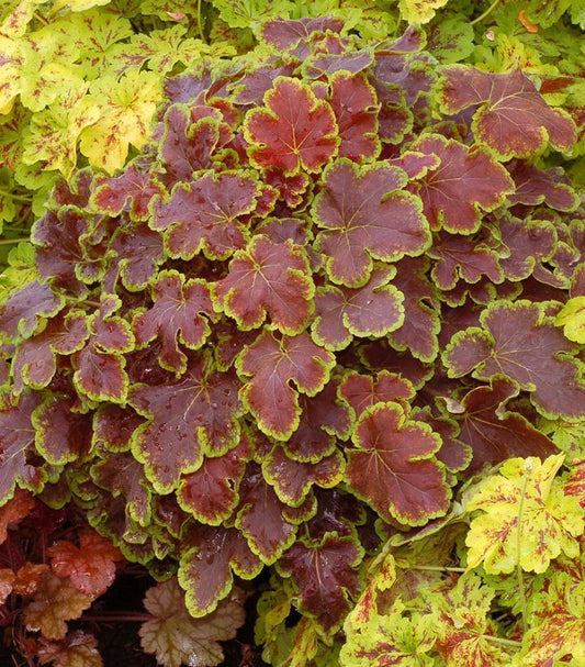 8" Heucherella 'Solar Eclipse' Solar Eclipse Foamy Bells: Patent PP23,647  1008863