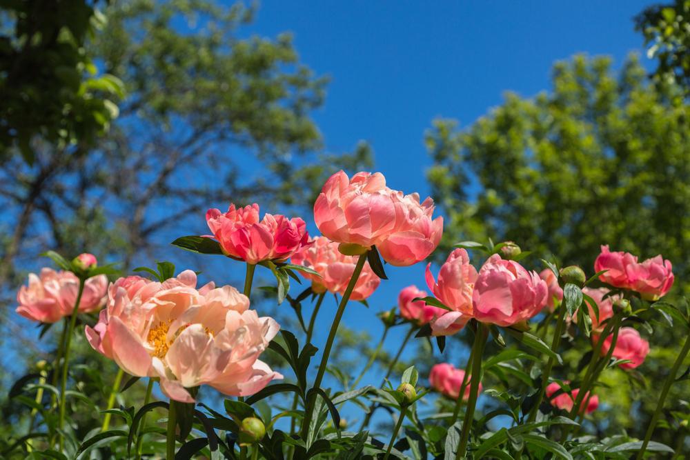 3G Paeonia latifolia 'Coral Sunset' Coral Sunset Peony 1011908