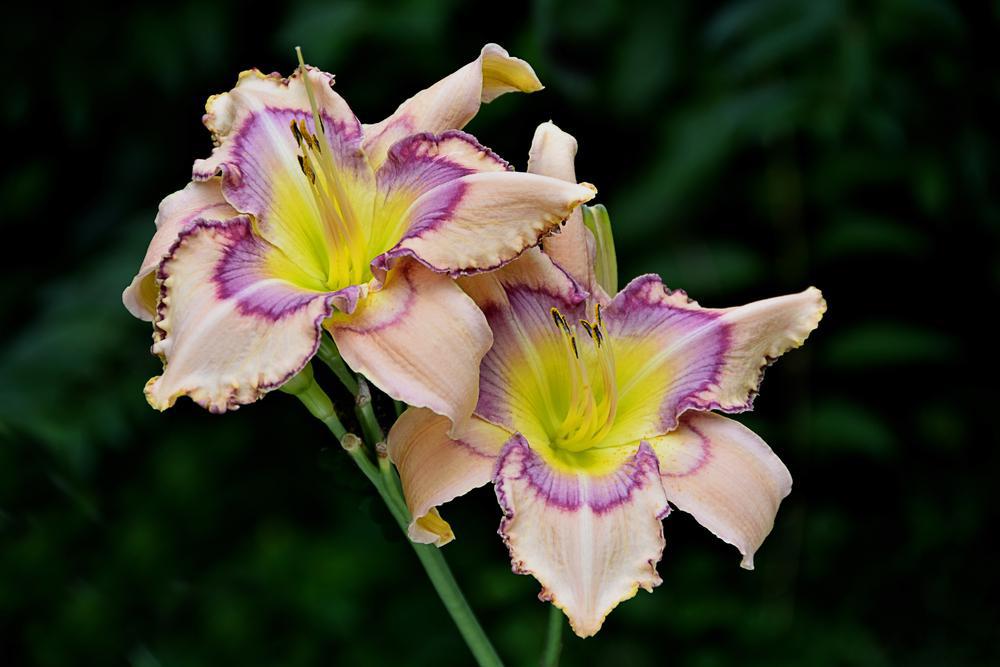 8" Hemerocallis 'Handwriting on the Wall' Handwriting on the Wall Daylily 1010956