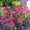 3G Kalmia lat. 'Kaleidoscope' Kaleidoscope Mountain Laurel 1000341