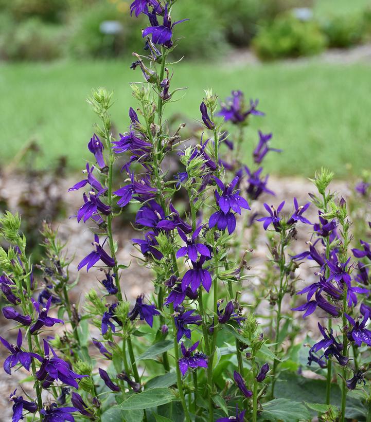 1G Lobelia speciosa 'Starship™ Blue' Cardinal Flower 1015275