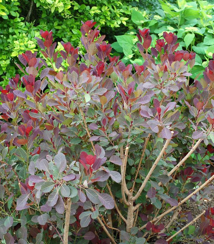 3G Cotinus Coggygria 'Royal Purple' Royal Purple Smokebush 1001052