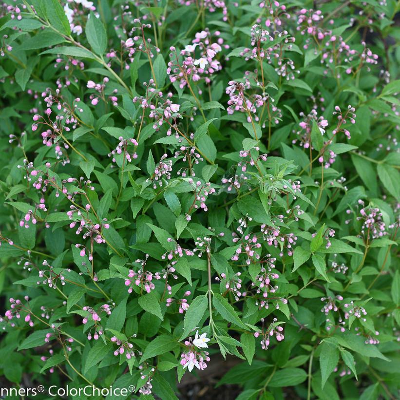 Deutzia x 'Yuki Cherry Blossom' #2 ('NCDX2') Yuki Cherry Blossom® Deutzia: Patent PPAF