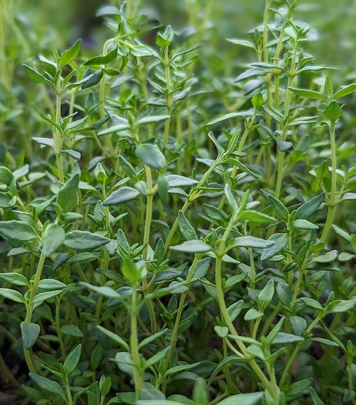 1G THYMUS VULGARIS- ENGLISH  THYME 1001310