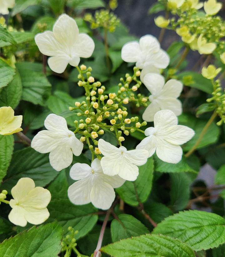 7G Viburnum p. t. 'Summer Snowflake' Summer Snowflake Viburnum 1010457