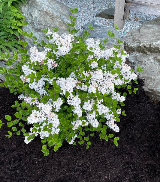 3G Syringa meyeri 'Pearl Potion' ('JDB123WHITEHOUSE') Pearl Potion Lilac: Patent PP31,664 1013393