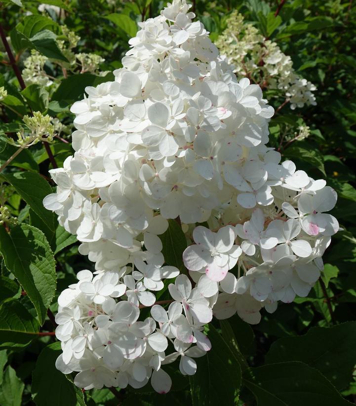 3G Hydrangea pan. 'Vanilla Strawberry' ('Renhy') Vanilla Strawberry™ Panicle Hydrangea: Patent PP20,670 1005271