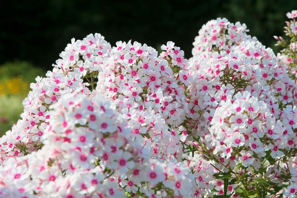 1G Phlox paniculata 'Cotton Candy' Cotton Candy™ Garden Phlox