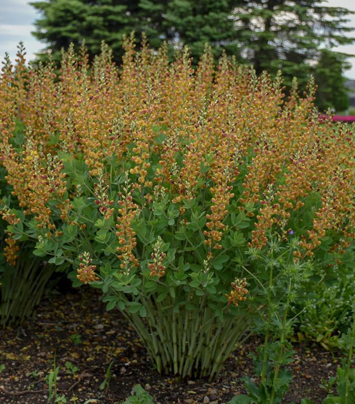 1G Baptisia hybrid Decadence® 'Cherries Jubilee' Cherry Jubilee False Indigo: Patent PP23,907 1008005