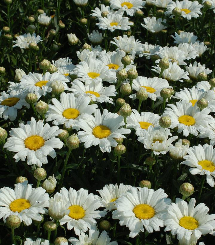 1G Leucanthemum Amazing Daisies 'Daisy May' 'Daisy Duke ' Shasta Daisy 1005072