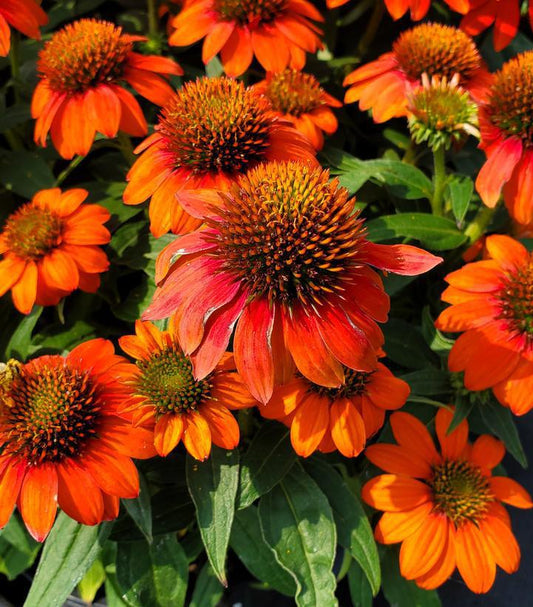 1G Echinacea Sombrero® 'Fiesta Orange' Fiesta Orange Coneflower 1013369