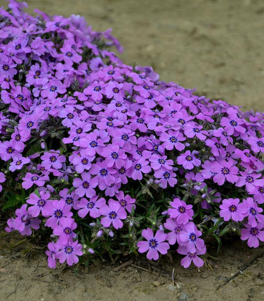 1G Phlox subulata 'Eye Shadow' Eye Shadow Moss Phlox: Patent PP31,169 1012294