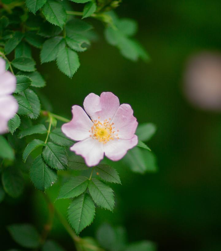 2G Rosa palustris Swamp Rose 1003309