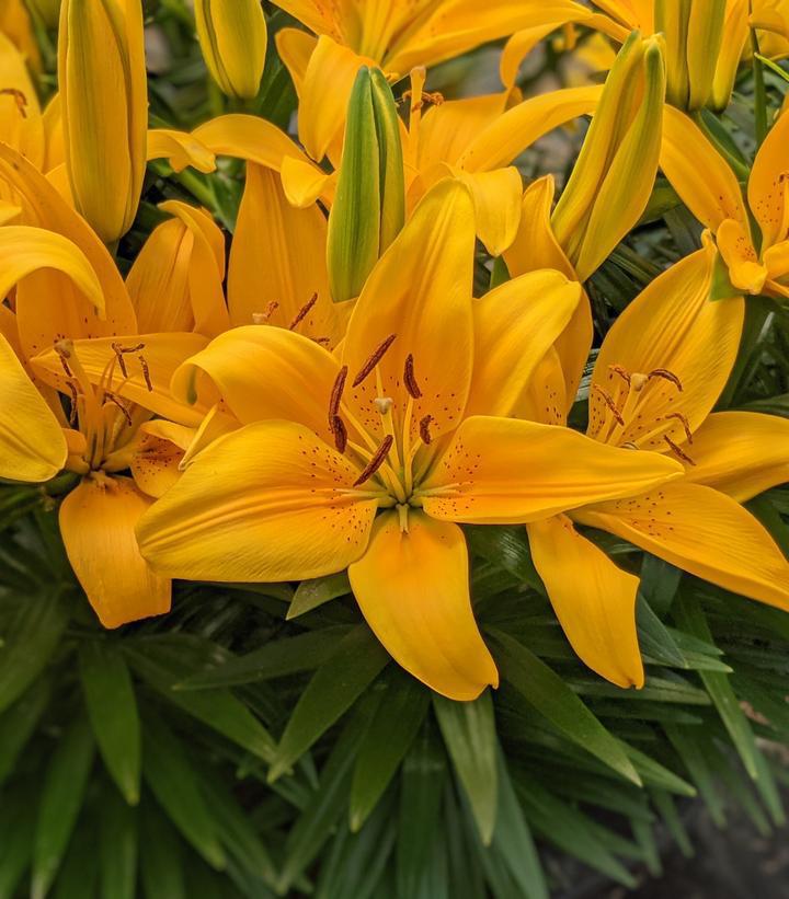 3G Lilium 'Tiny Bee' Tiny Bee Dwarf Asiatic Lily 1004606