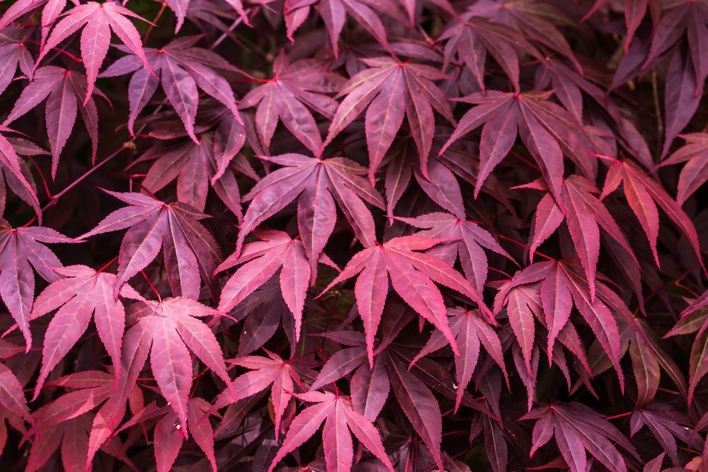 15G PLATANUS X ACERIFOLIUM `BLOODGOOD` London Planetree 1014066