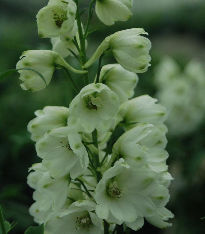 2G Delphinium Guardian 'White' White Guardian Larkspur 1003998