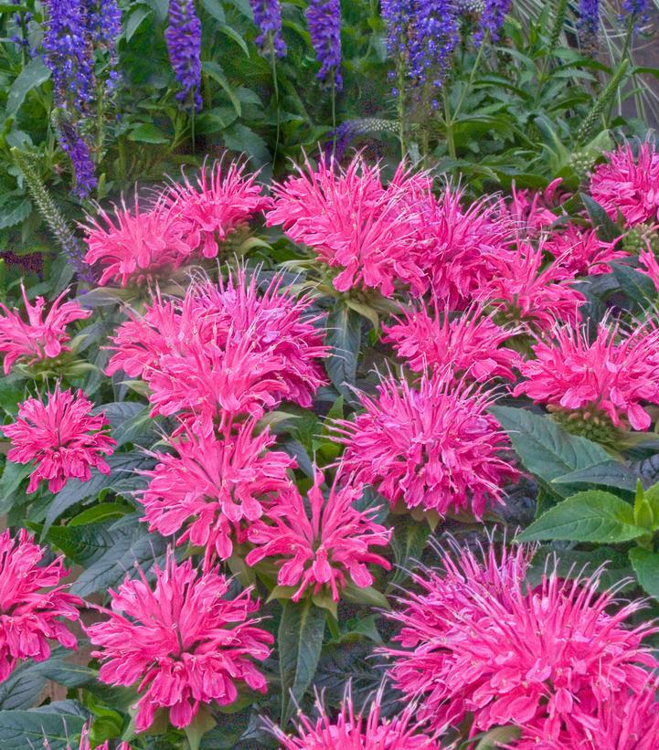 1G Monarda didyma 'Pardon My Pink' Pardon My Pink Bee Balm 1005939