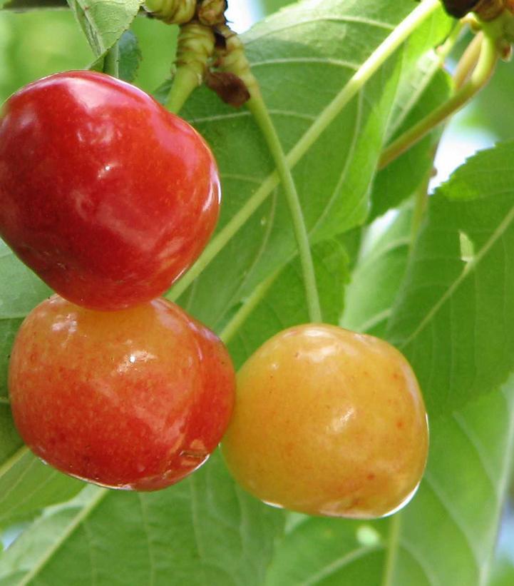 7G Prunus Rainier - Sweet Cherry Tree - 1004801