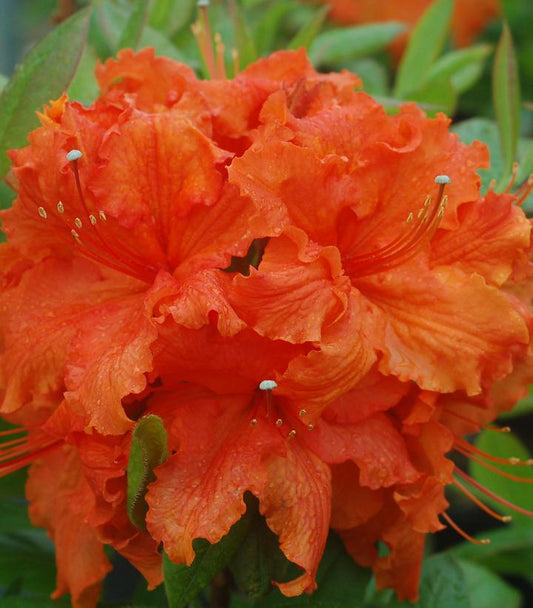 2G Azalea 'Gibraltar' Gibraltar Azalea 1000012