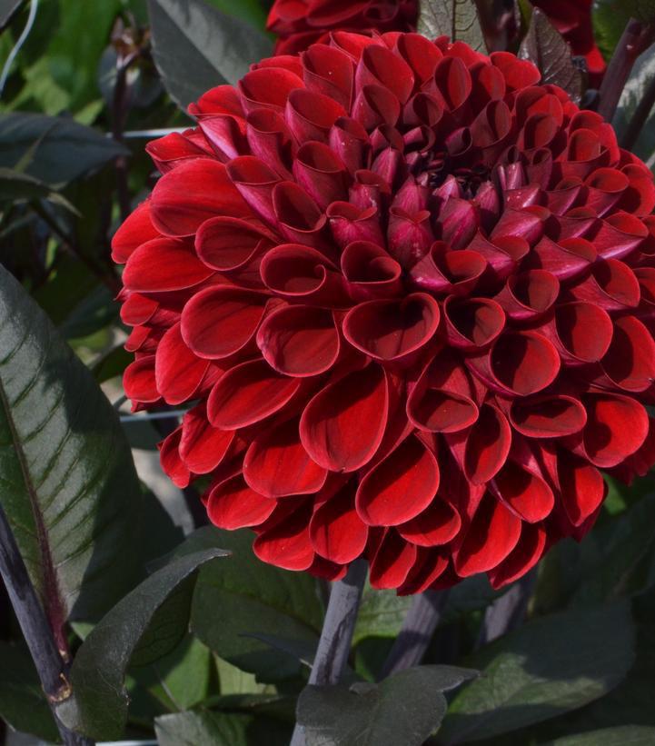 12" Dahlia 'Baccara' Baccara Dinnerplate Dahlia (SCARLET) 1014600