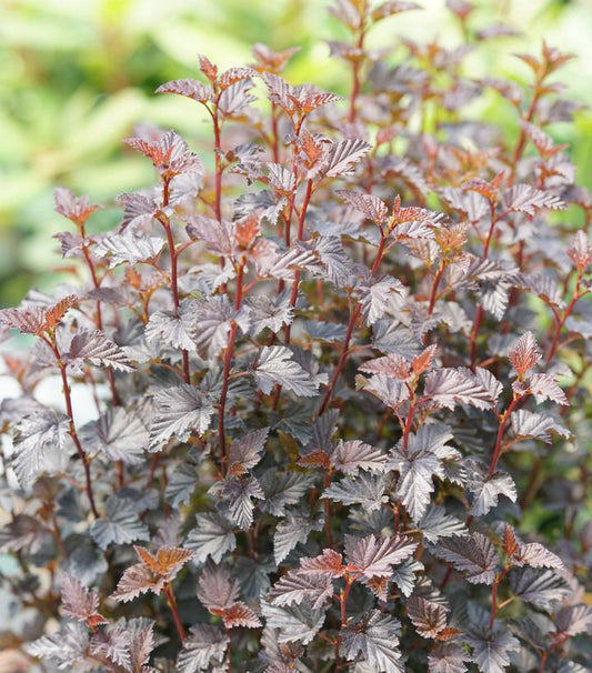 3G Physocarpus opulifolius 'Summer Wine Black' ('SMNPMS') Summer Wine® Black Ninebark: Patent PPAF 1010107