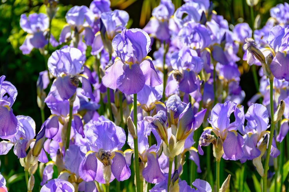 1G Iris germanica 'His Royal Highness' Tall Bearded Iris 1013108