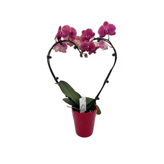 5" Orchid Phal Heart Shape w/Ceramic T2984