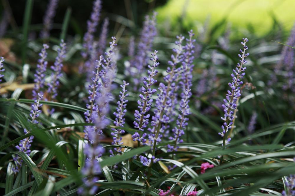 1G Liriope muscari 'Royal Purple' Royal Purple Lily Turf 1004171