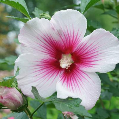 3G Hibiscus x Paraplu 'Pink Ink' ('Minsywhi07') Paraplu Pink Ink® Rose of Sharon: Patent PP32,761 1012706