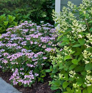 3G Hydrangea serrata 'Tiny Tuff Stuff' Tiny Tuff Stuff™ Mountain Hydrangea: Patent PP24,842 1006522