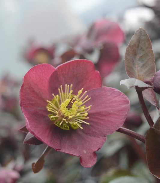 8" Helleborus Frostkiss® 'Anna's Red' Anna's Red Lenten Rose: Patent PPAF