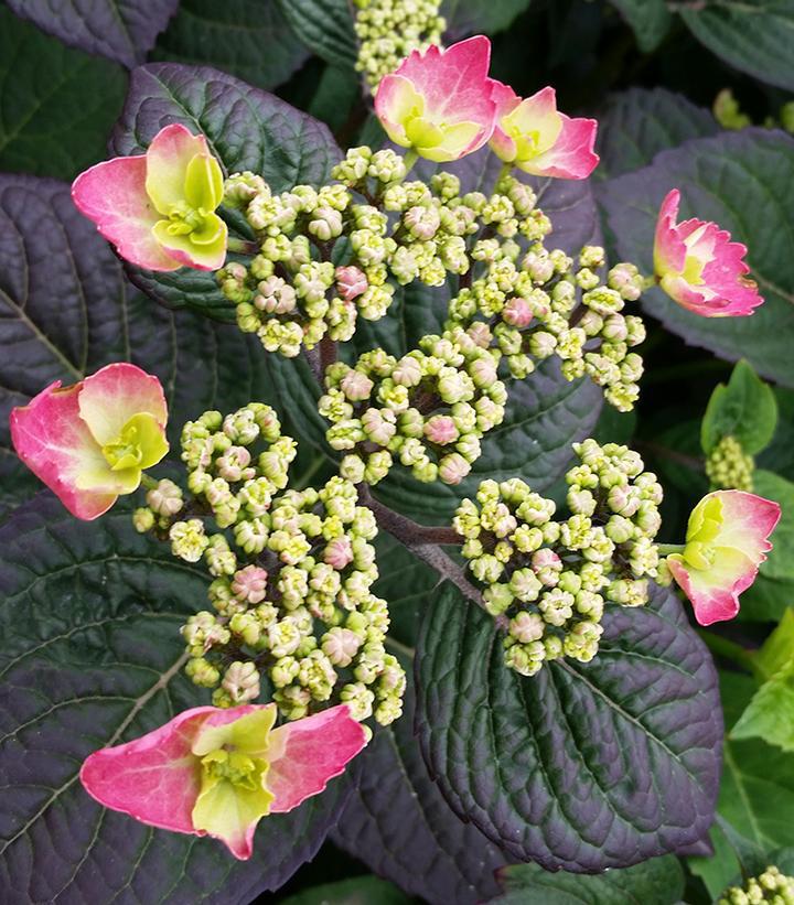 3G Hydrangea serrata 'Tuff Stuff™ Red' ('SMNMAKTSR') Tuff Stuff™ Red Mountain Hydrangea: Patent PPAF 1006590