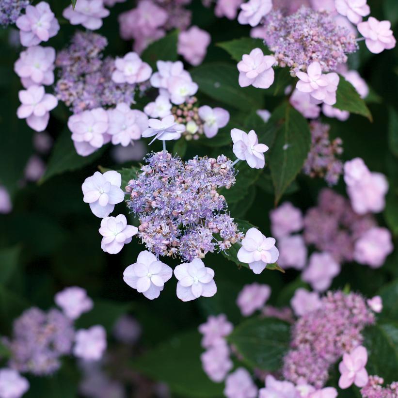 3G Hydrangea serrata 'Tiny Tuff Stuff' Tiny Tuff Stuff™ Mountain Hydrangea: Patent PP24,842 1006522