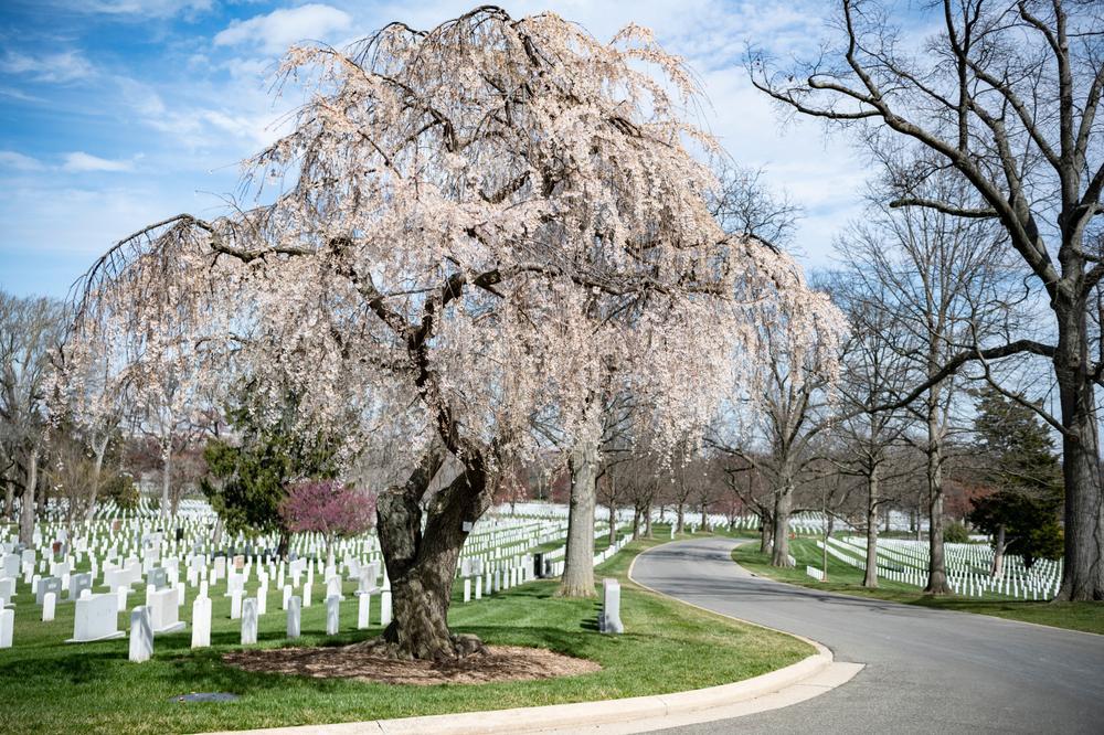 7G Prunus Subhirtella Pendula 3' Standard Weeping Cherry 1008294