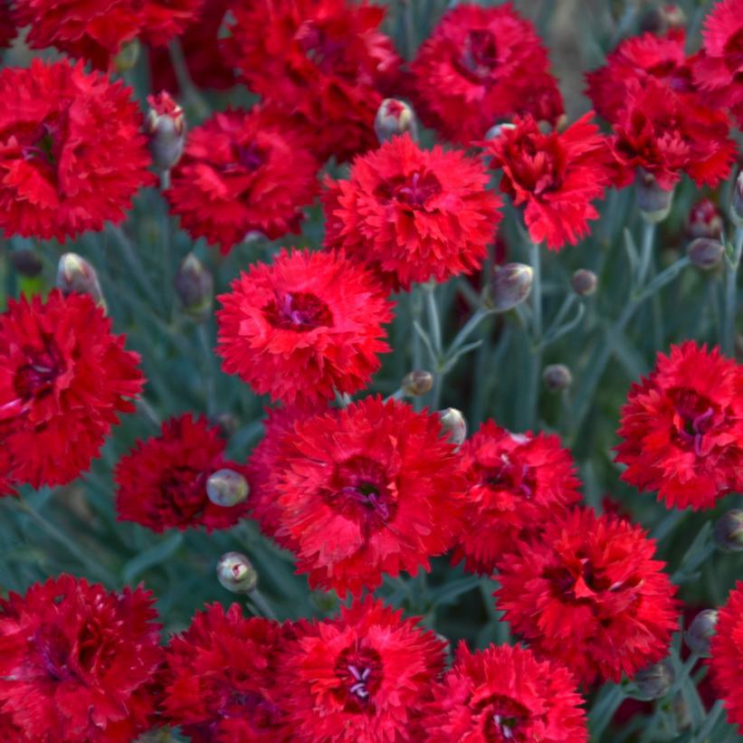 1G Dianthus hybrid Fruit Punch® 'Maraschino' Maraschino Pinks: Patent PPAF 1008106