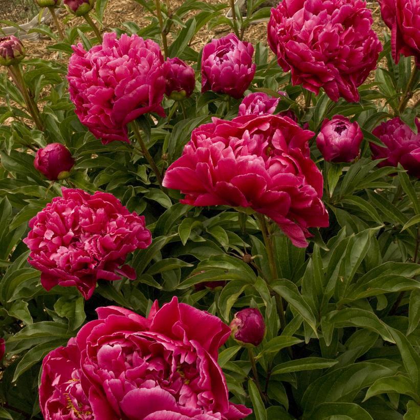 3G Paeonia 'Karl Rosenfield' Karl Rosenfield Double Peony (Double Red) 1004261