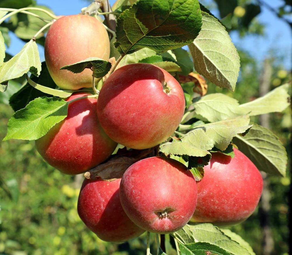 7G MALUS `FUJI` Fuji Apple 1001634