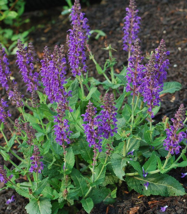 2G Salvia 'May Night' May Night Meadow Sage 1001807