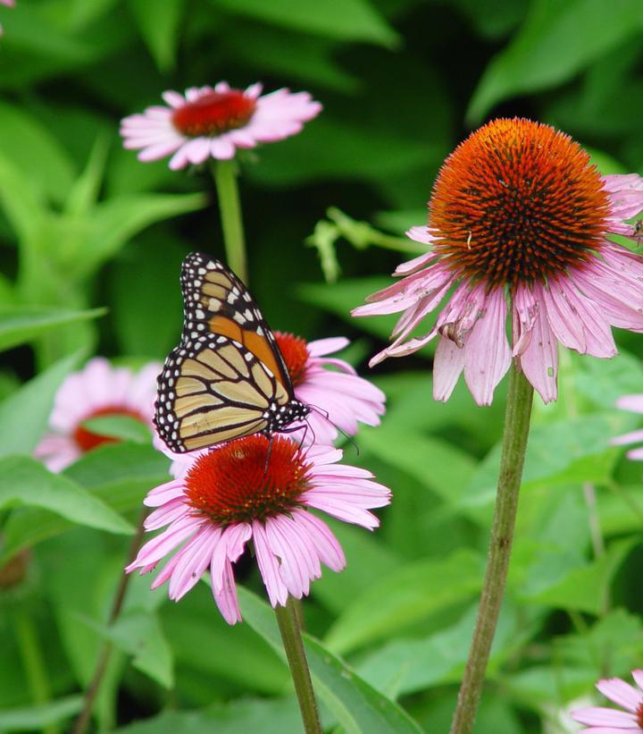 2G Echinacea 'Magnus' Magnus Purple Coneflower (Coneflower) 1000876