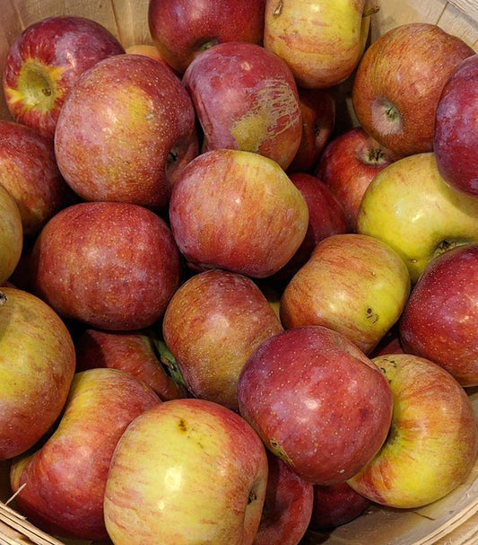 7G Malus 'Cortland' Cortland Apple 1001348