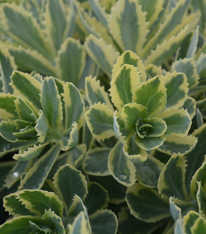 1G Sedum Autumn Charm™ 'Frosted Fire' Frosted Fire Stonecrop